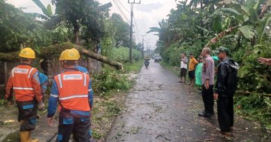 Akibat Musibah Bencana Alam Hujan Yang Sangat Tinggi Akibatkan Pohon Tumbang Timpa Kabel dan Tiang Listrik di Desa Tegalwaru, Polsek Ciampea Bersama Instansi Terkait Lakukan Evakuasi